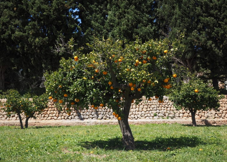 krzewy owocowe