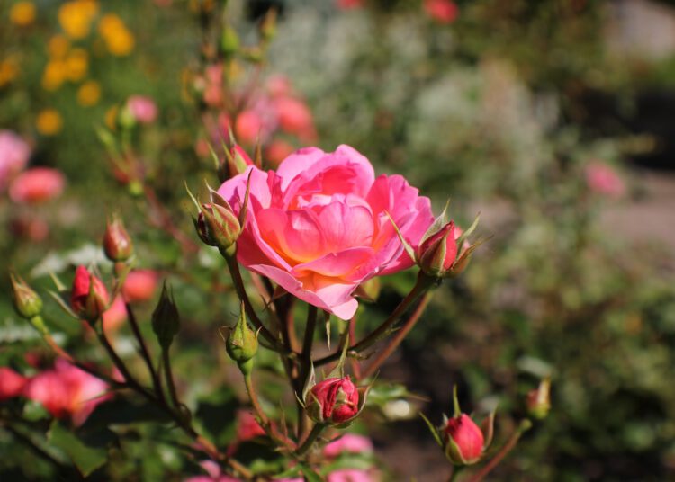 Ogrodowa kosa spalinowa – jak dobrać ją do swoich potrzeb?