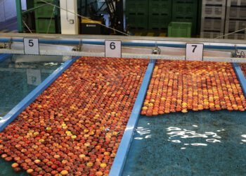 przetwornia owocowo warzywna