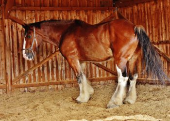 zastosowanie sciolki zamiast slomy