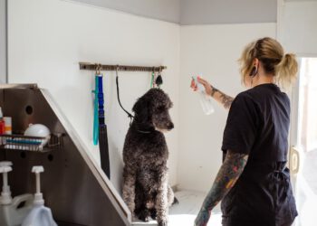 pielegnacja dermatologiczna oferowana przez psiego fryzjera