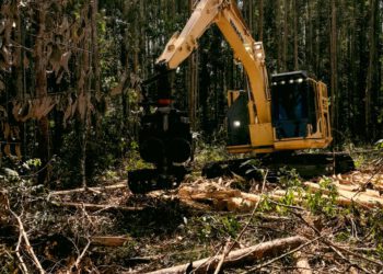 wycinka drzew glowicami biomasowymi