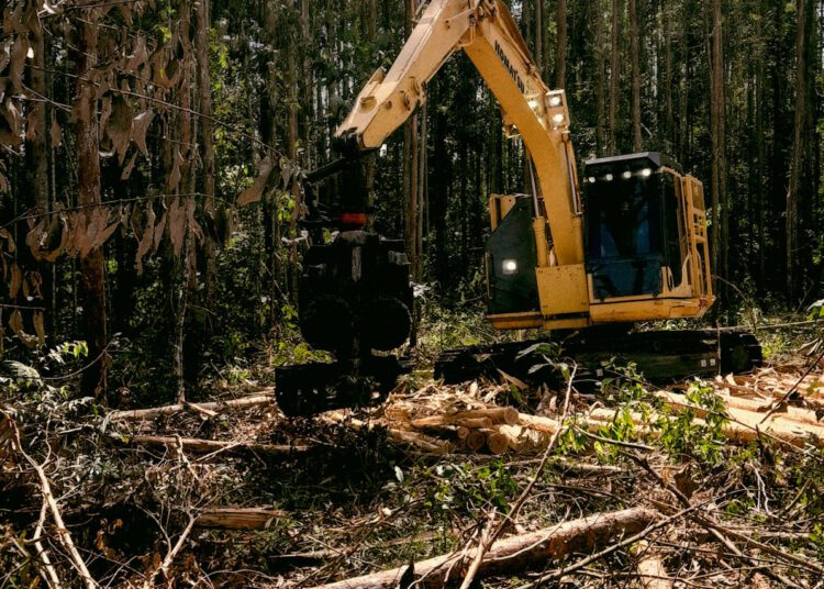 wycinka drzew glowicami biomasowymi