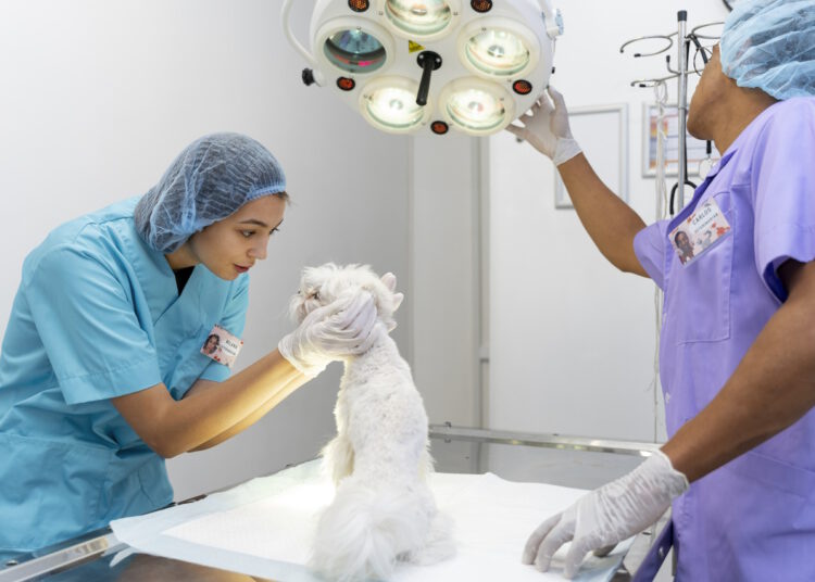 chirurg zwierzecy najczestsze procedury