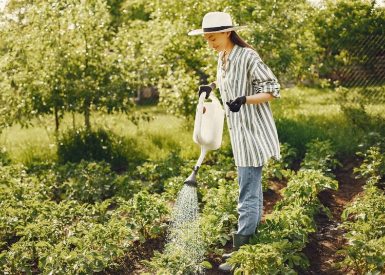jagoda kamczacka sadzonki